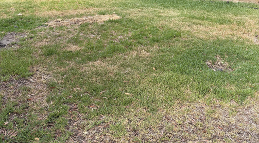 patchy-dry-lawn