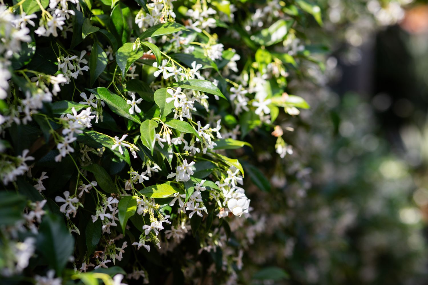 Jasmine Plant Screen North Perth