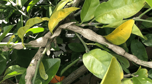 How to Control Citrus Gall Wasp