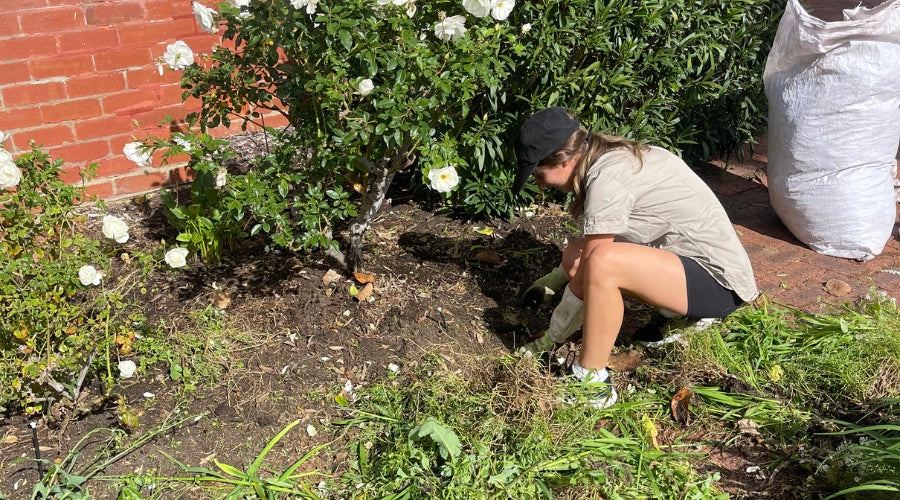 pulling weeds out of garden perth